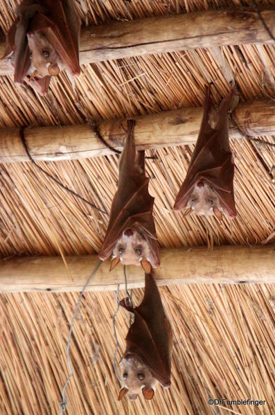 Bats, Sandibe, Botswana