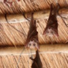 Bats,  Sandibe, Botswana