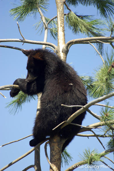 Black Bear Cub 1