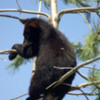 Black Bear Cub 1: Black Bear Cub hangin out.