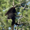 Black Bear Cub 2: Black Bear Cub hangin out.
