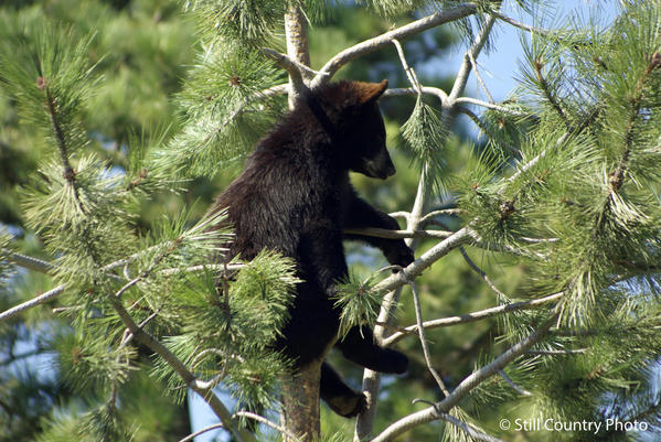Black Bear Cub 4