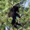 Black Bear Cub 4: Black Bear Cub hangin out.