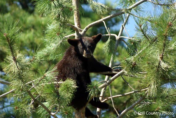 Black Bear Cub 5