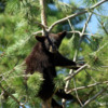 Black Bear Cub 5: Black Bear Cub hangin out.