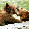 Grizzlies 5: Young male grizzlies play fighting.