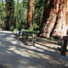 Bachelor and Three Graces, Mariposa Grove, Yosemite National Park