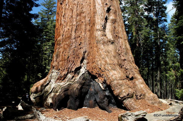 Grizzly Giant, Mariposa Grove, Yosemite National Park