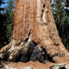 Grizzly Giant, Mariposa Grove, Yosemite National Park