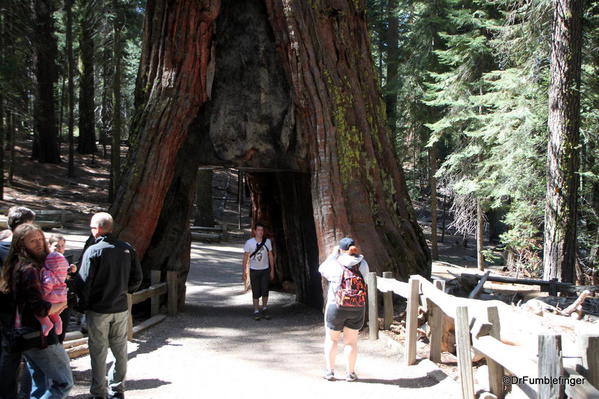 Tunnel Tree, Mariposa Grove, Yosemite National Park
