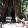 Tunnel Tree, Mariposa Grove, Yosemite National Park: The only living sequoia with a man-made tunnel through it