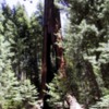 Clothespin Tree, Mariposa Grove, Yosemite National Park