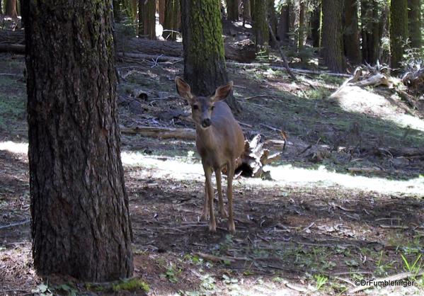 Deer, Mariposa Grove, Yosemite National Park