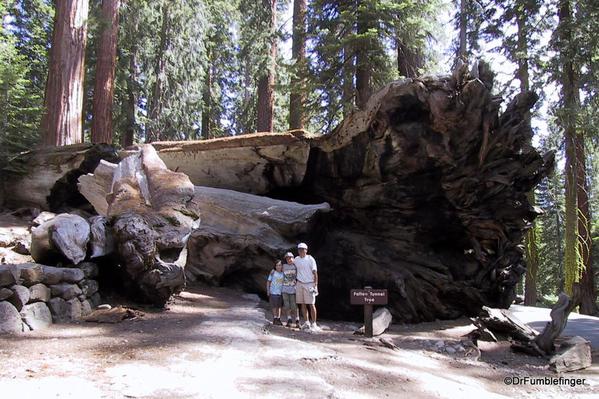 Fallen Tunnel Tree, Upper Mariposa Grove, Yosemite National Park