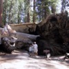 Fallen Tunnel Tree, Upper Mariposa Grove, Yosemite National Park
