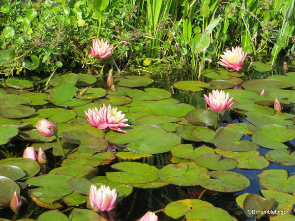 Mission San Juan Capistrano. Water lilies in fountain
