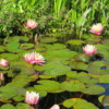 Mission San Juan Capistrano.  Water lilies in fountain