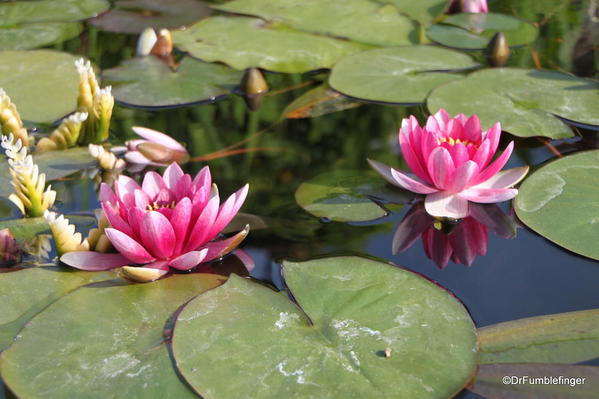 Mission San Juan Capistrano. Fountain with water lilies