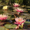 Mission San Juan Capistrano.  Fountain with water lilies