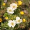 Sunshine Meadows -- Anenome flowers