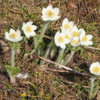 Sunshine Meadows -- Anenome flowers