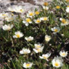 Sunshine Meadows --Wildflowers
