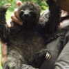 Rosita the Sloth