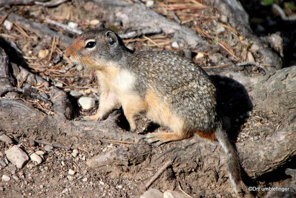 Ground Squirrel, Yoho National Park