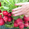Radishes, St Catharines Market, Niagara Peninsula, Ontario: Look at the size of those radishes!!
