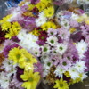 Flowers, St Catharines Market, Niagara Peninsula, Ontario