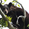 Black bear, Waterton Village