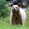 Bear cub, Waterton National Park