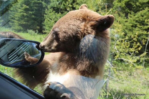 Bear, Waterton National Park