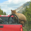 Bear hitchhiker, Waterton National Park