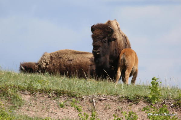 Bison, Waterton National Park