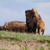 Bison, Waterton National Park