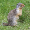 Richardson ground squirrel (gopher), near Prince of Wales Hotel