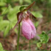 Lady's slipper orchid, Quebec