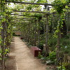 Herb Garden, Getty Villa
