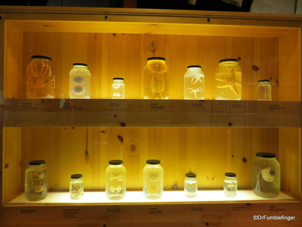 The National Steinbeck Center, Salinas. Specimens from Doc Ricketts lab