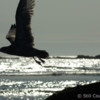 Flying Gull: Morning Flight