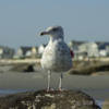 Seagull: A moments rest