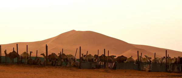 Saudi Arabia Riyadh. Camels and sands