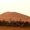 Saudi Arabia Riyadh.   Camels and sands