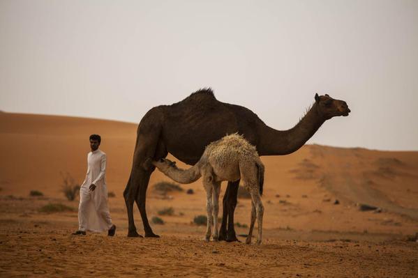 Saudi Arabia Riyadh Sands. Camels and bedouin