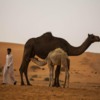 Saudi Arabia Riyadh Sands.  Camels and bedouin