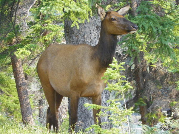 Elk, Banff National Park