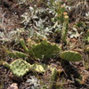 Cactus, Flatiron Vista Loop Trail