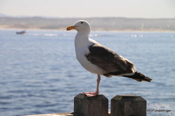 Seagull on Waterfront, Cannery Row