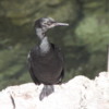 Cormorant, Waterfront, Cannery Row